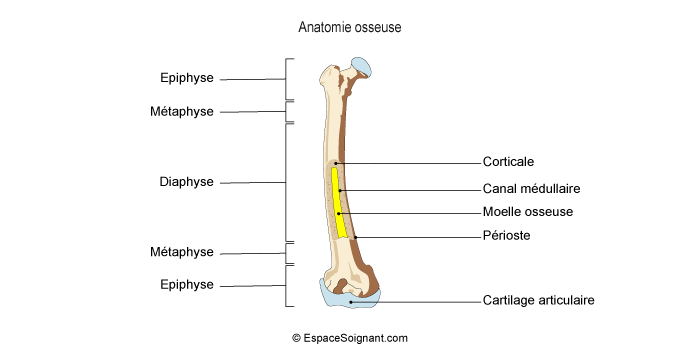 Anatomie osseuse