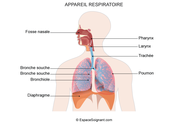 Système respiratoire : définition, schéma, liste d'organes