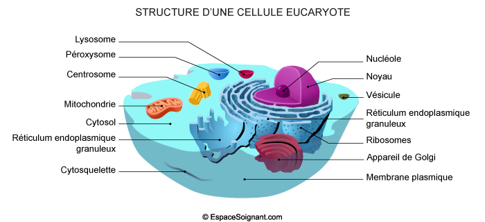 Cellule eucaryote