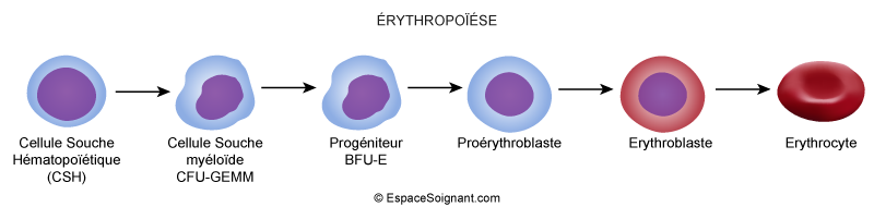Erythropoïèse