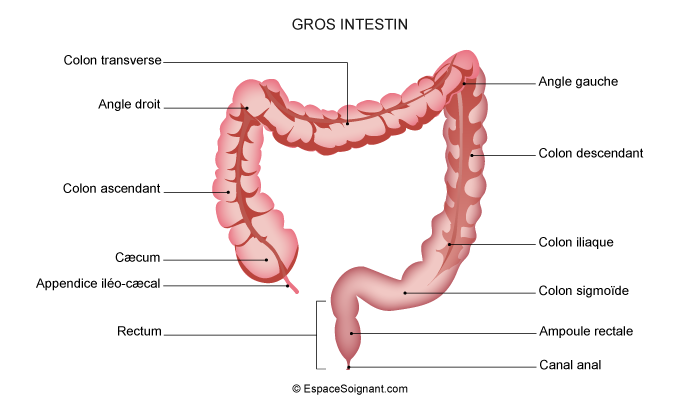 Anatomie de la digestion – Simplement Cru