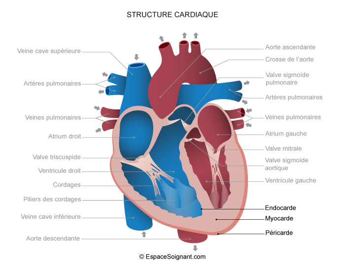 Structure cardiaque